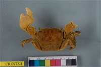 藏品(漢氏東方蟹)的圖片